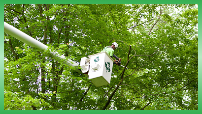 Tree Services + Land Clearing