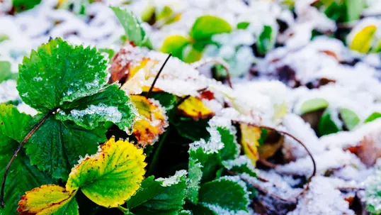 Close-up of vibrant green and yellowing strawberry leaves, partially covered in glistening white frost.