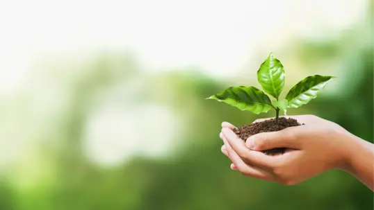 Hands gently cradle a vibrant green plant seedling with soil, symbolizing growth and sustainable landscaping.