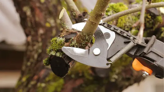 A close-up shows large pruning shears cutting a mossy tree branch.