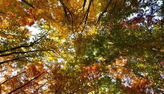 An upward view through a vibrant autumn tree canopy.