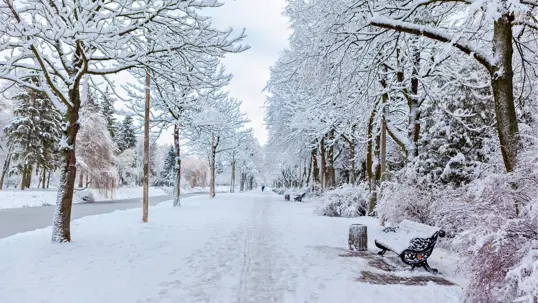 A serene winter park scene features a snow-covered path bordered by trees heavy with fresh snow.