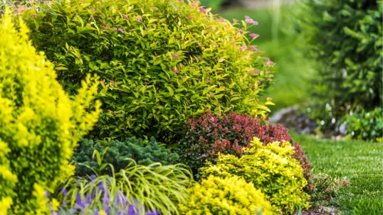 A vibrant garden scene showcasing various colorful shrubs