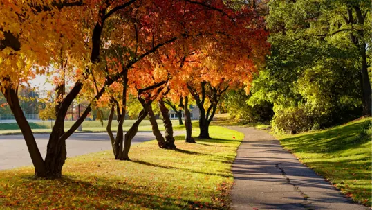 A beautiful autumn scene with a winding path through a park.