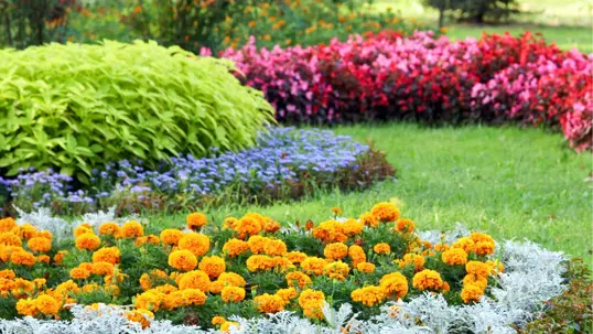 A vibrant garden showcases beds of orange marigolds and silvery dusty miller in the foreground.