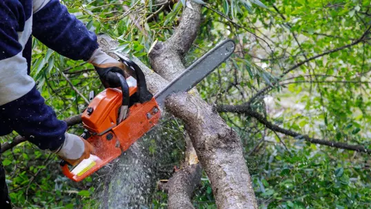 tree trimming
