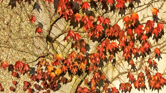 Vibrant red and orange ivy leaves cling to a textured wall, showcasing autumn's colors.