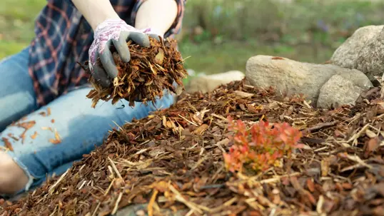 A person in work gloves spreads wood chip mulch around a small plant, demonstrating eco-friendly yard care techniques.
