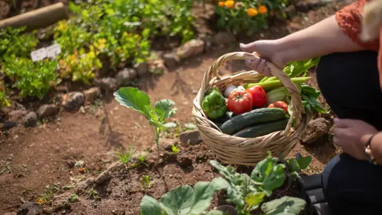 A person harvests fresh vegetables