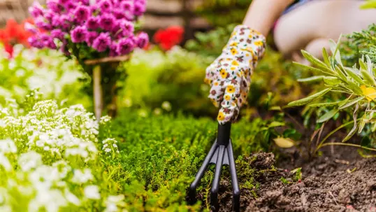 A gloved hand uses a small rake to cultivate soil amidst vibrant green plants and colorful flowers, illustrating spring landscaping.