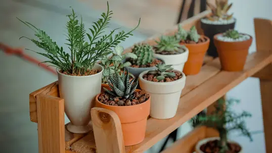 A collection of potted plants, including ferns and succulents, are arranged neatly on a wooden shelf, showcasing appealing indoor greenery.
