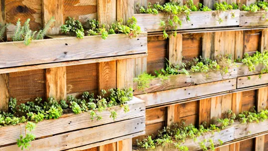 A vibrant vertical garden crafted from wooden pallets, featuring various small green plants thriving in its sections.