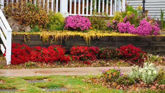 A vibrant fall garden features brilliant red and purple mums cascading over a wooden retaining wall, showcasing beautiful autumn landscaping.