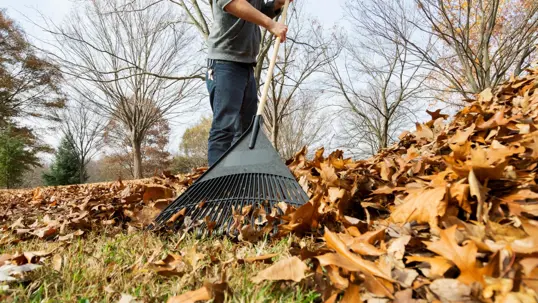 A person uses a black rake to gather a large pile of fallen orange and brown autumn leaves in a yard.