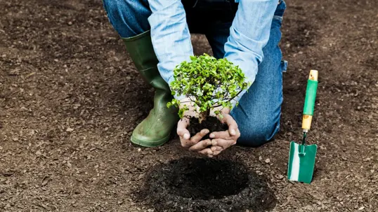 A person in jeans and green boots holds a small green plant over a dug hole, ready for planting. A trowel lies nearby on the bare earth.