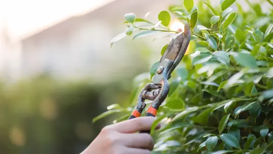 A close-up view of a hand using pruning shears to trim green leaves from a lush bush against a blurred background.