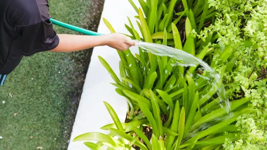 A person waters lush green plants in a garden bed with a hose, seen from above. Water sprays onto the foliage, nourishing the vibrant greenery.