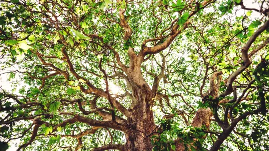 A low-angle view looking up into a large tree with a textured trunk, spreading branches, and vibrant green leaves against a bright sky.