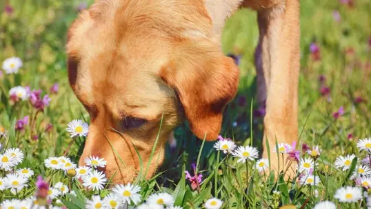 A golden dog gently sniffs white and purple flowers in a grassy field. Its head is down, exploring the pet-friendly garden.
