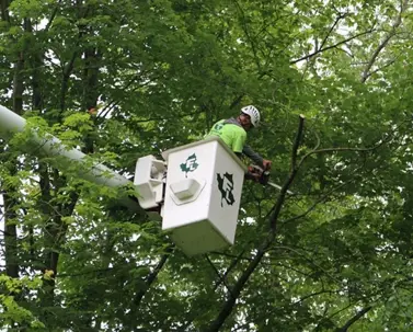 A Fairfield Landscaping worker in a bucket lift prunes a tree with a chainsaw, showcasing professional and safe tree care.