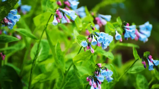 Virginia Bluebells (Mertensia virginica)