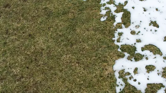 A winter lawn with dormant grass on the left, sharply contrasting with patches of melting snow and exposed grass on the right.