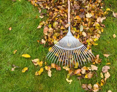 A metal rake rests on a pile of colorful autumn leaves on a vibrant green lawn, illustrating fall yard cleanup.