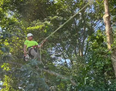 A professional arborist in safety gear uses a chainsaw while suspended by ropes, actively pruning a tree.