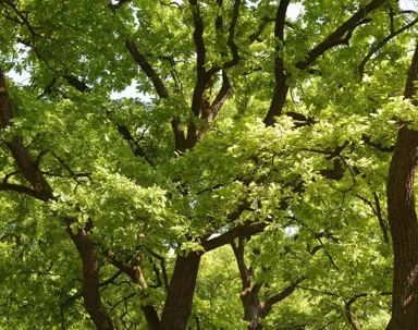 A vibrant canopy of green oak tree leaves