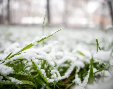 Close-up of vibrant green grass blades lightly dusted with fresh white snow, illustrating a winterizing landscape.