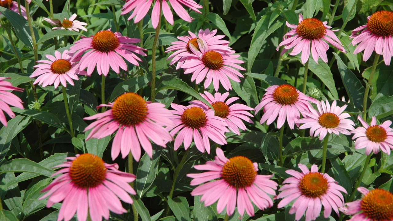 coneflower