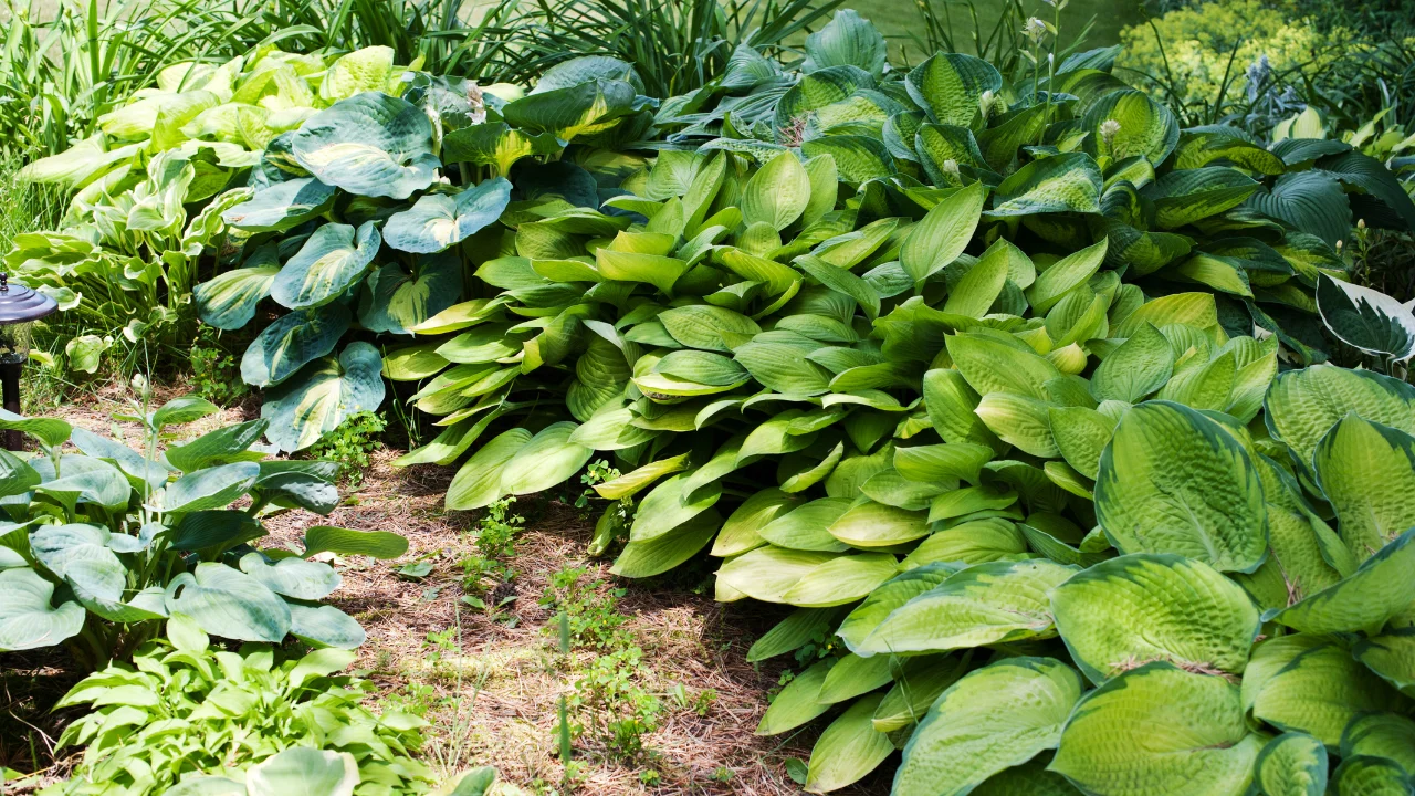 hosta