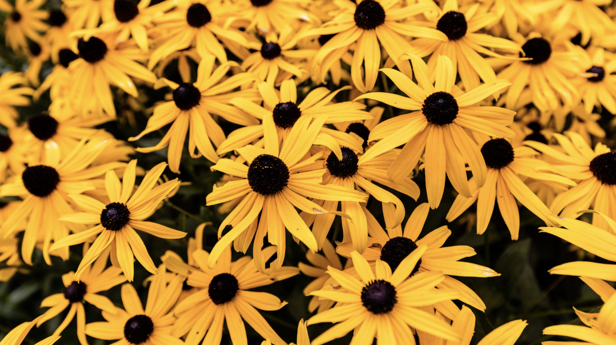 Black-Eyed Susan (Rudbeckia hirta)